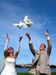 Выпуск голубей на свадьбу